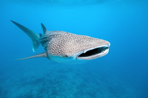 Balina Köpekbalıkları - Bursa Dalış Akademisi