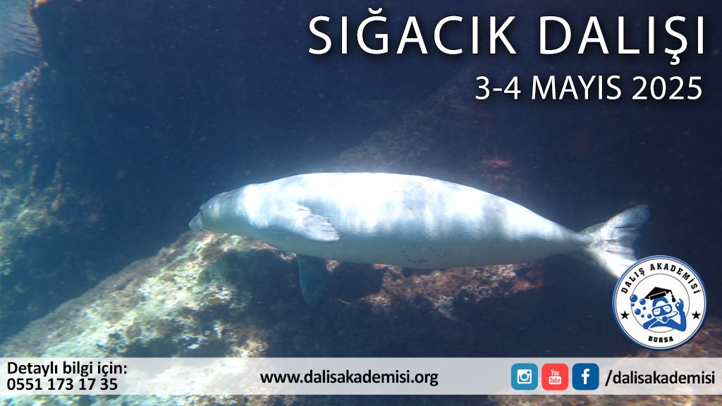 3-4 Mayıs Sığacık Dalışı