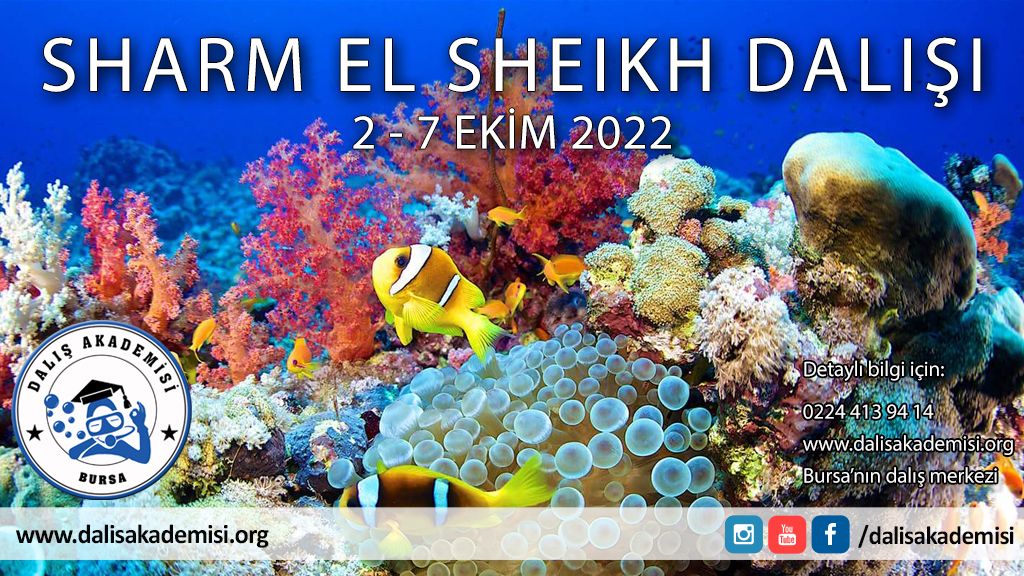 1-7 Ekim Mısır Sharm El Sheikh Dalışı