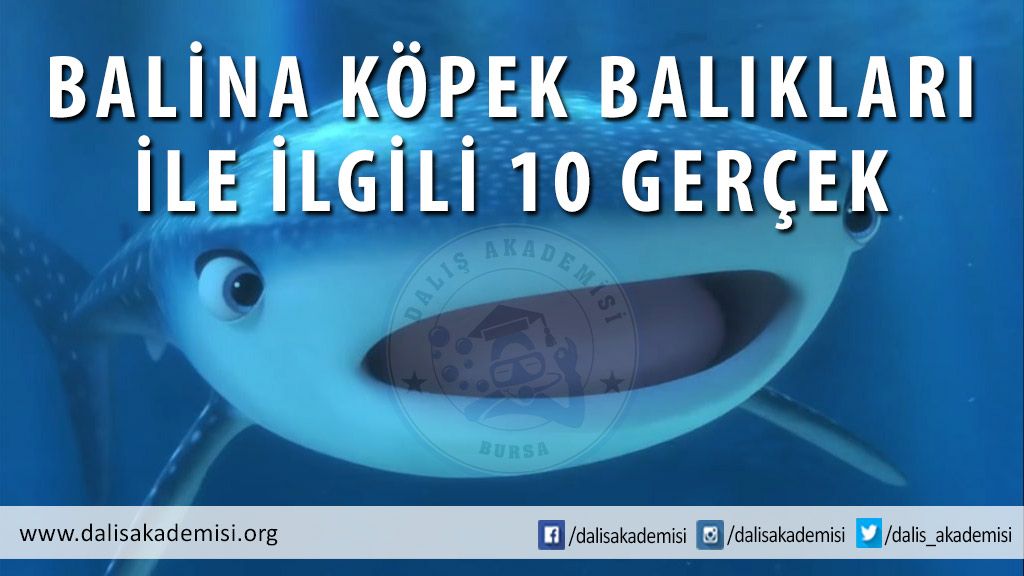 Balina Köpek Balıkları Hakkında 10 Gerçek